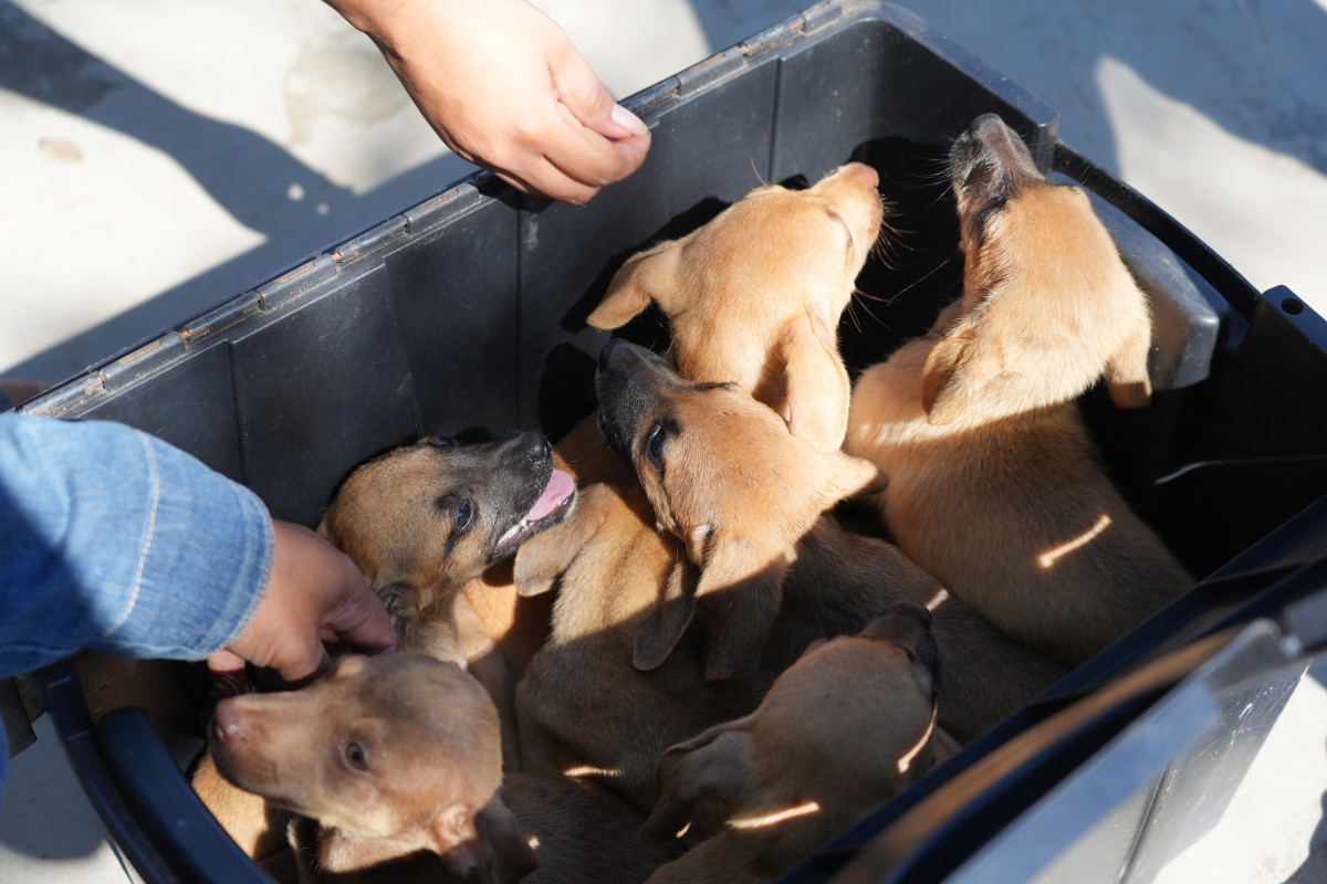 NESTE DOMINGO - Feira de adoção animal será realizada pela Prefeitura na Rua do Hexa