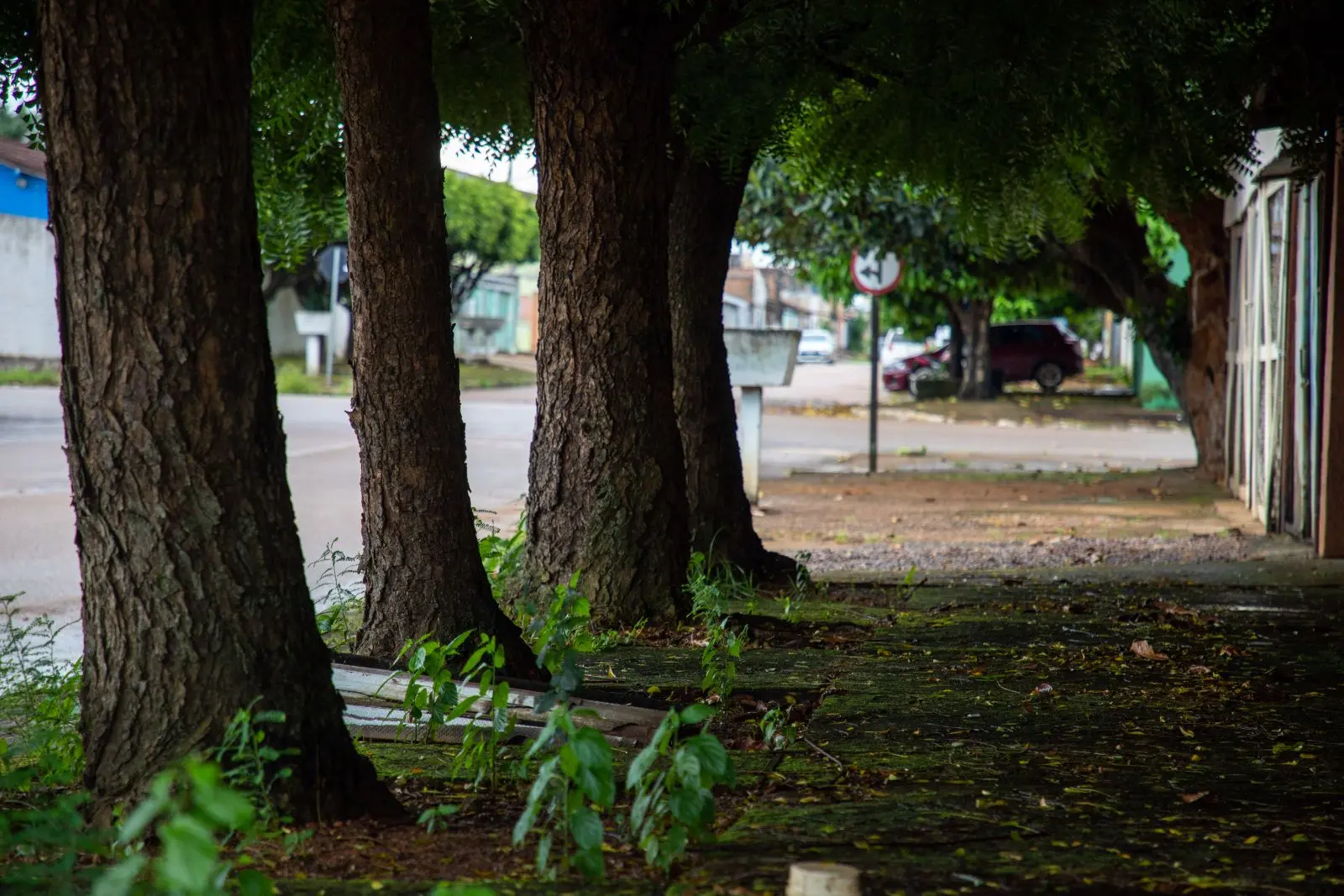 Comunidade e Prefeitura unem forças para ampliar arborização urbana na capital 