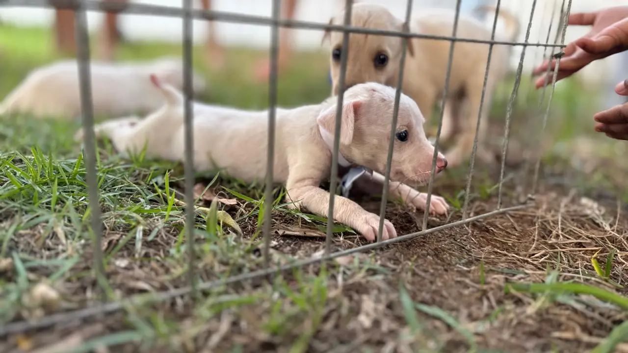 Feira de adoção de cães e gatos será realizada no Parque da Cidade neste sábado 