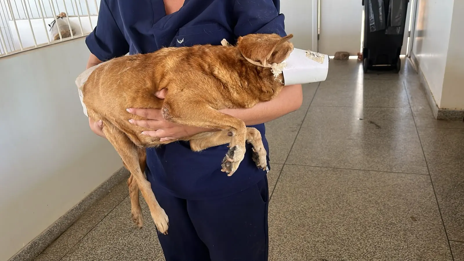 Cão atropelado na Avenida Tiradentes é resgatado e recebe cuidados na Clínica de Bem-Estar Animal