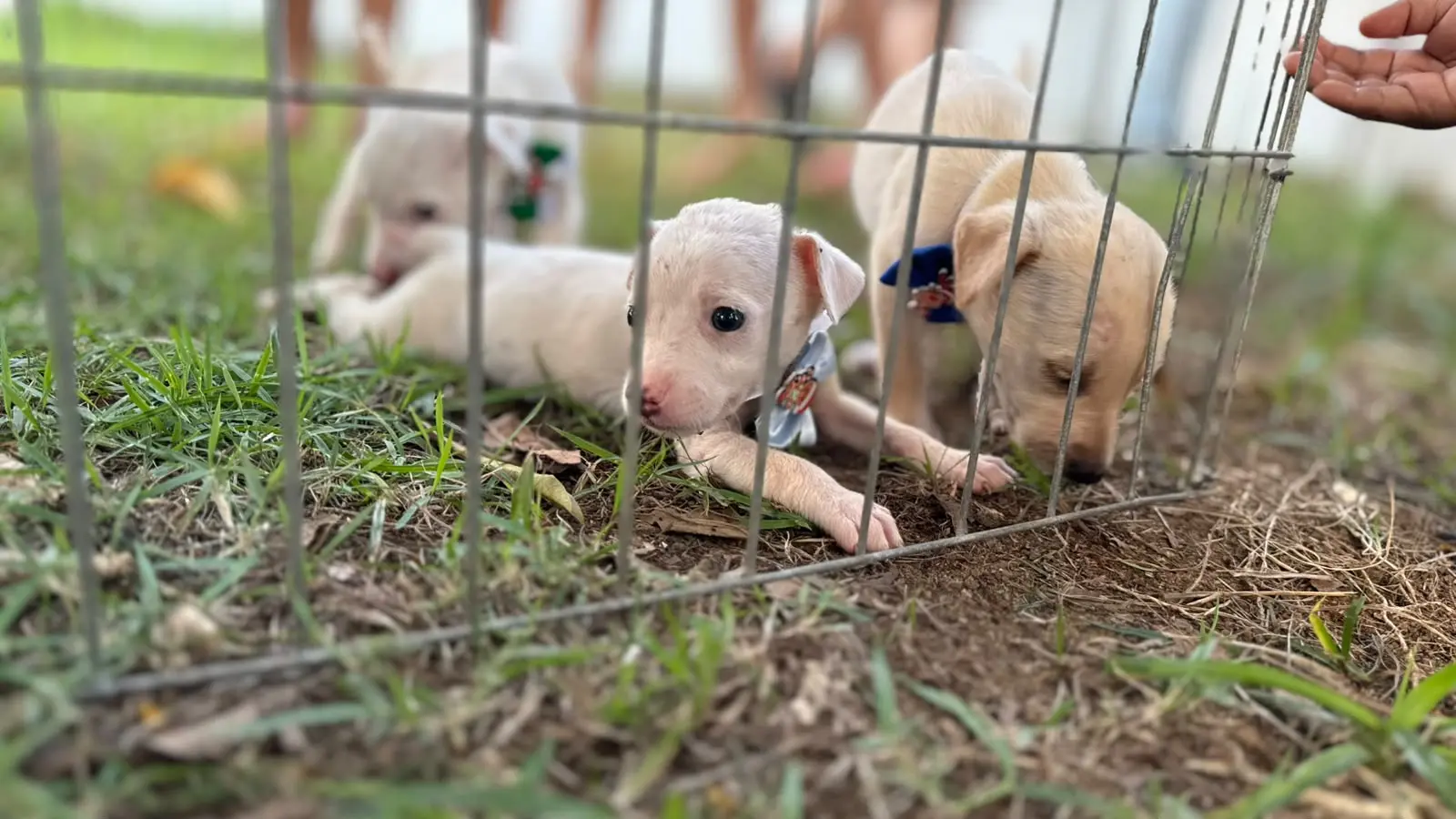 Feira de adoção de animais será realizada na Rua do Lazer no próximo domingo (2)
