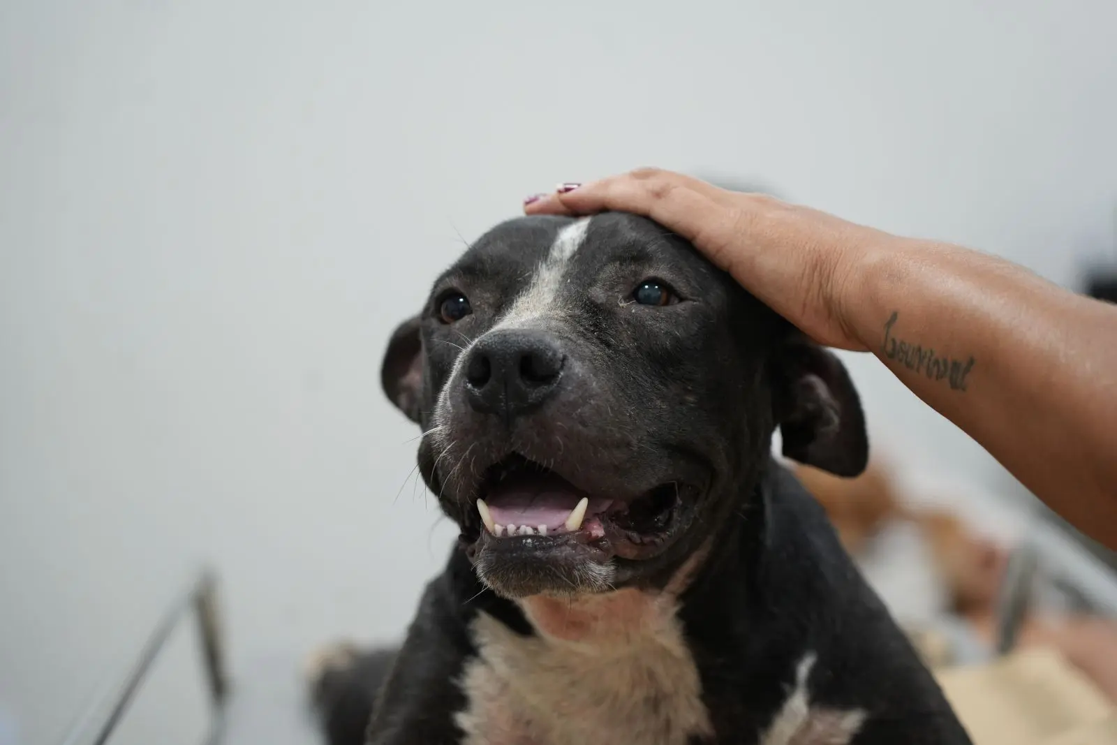 Clínica do Bem-Estar Animal tem resultados positivos em atendimentos e adoções