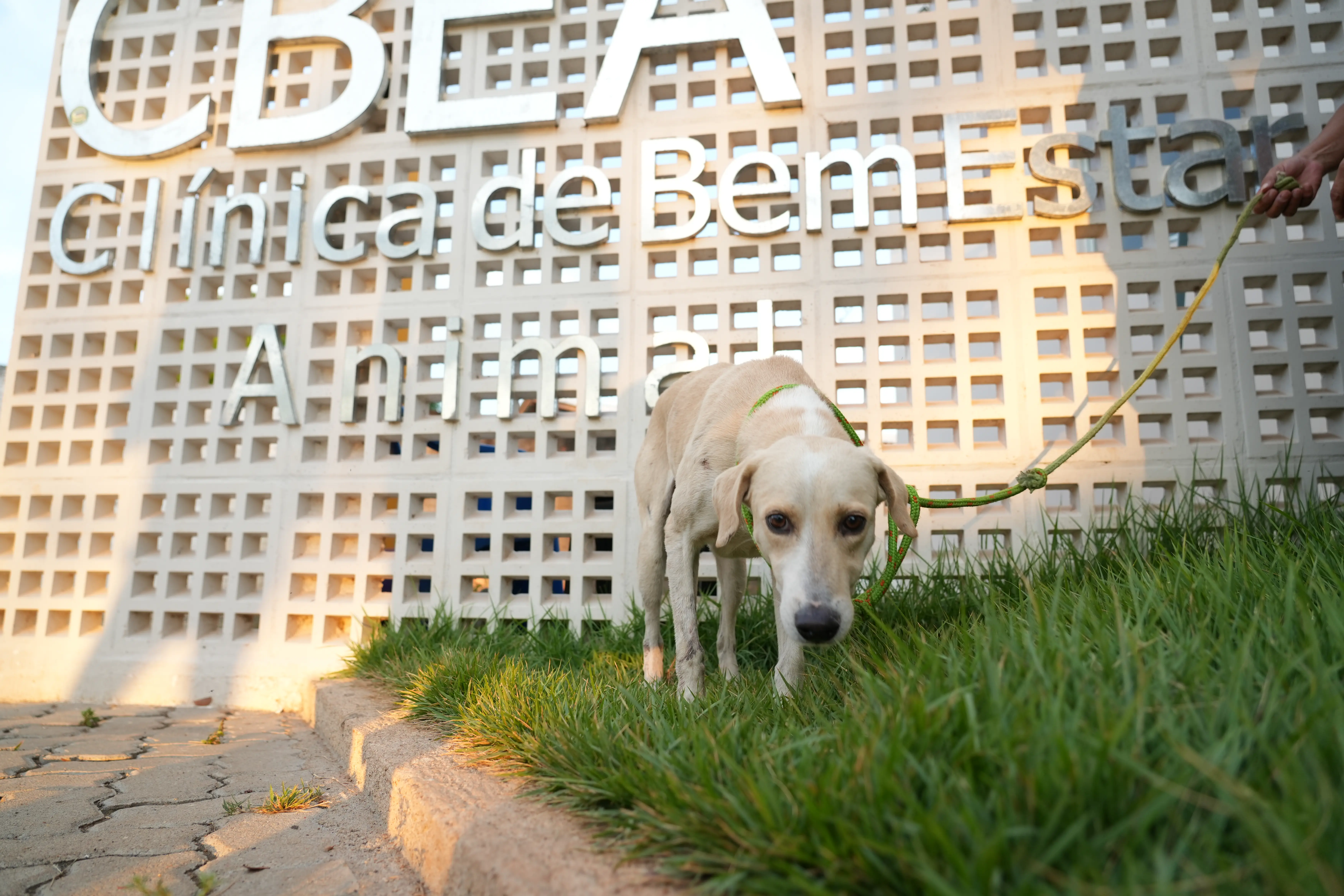 Cão que esperou tutor na porta de hospital é resgatado 