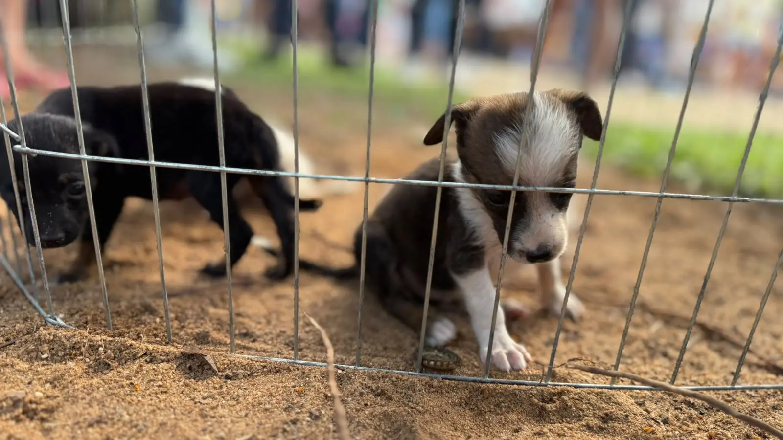Um novo amigo pode estar esperando por você na Feira de Adoção Animal