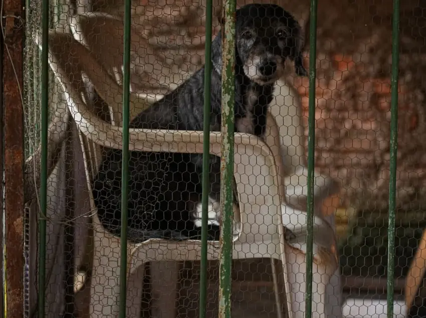 Maus-tratos a animais, saiba como denunciar e ajudar a salvar vidas 