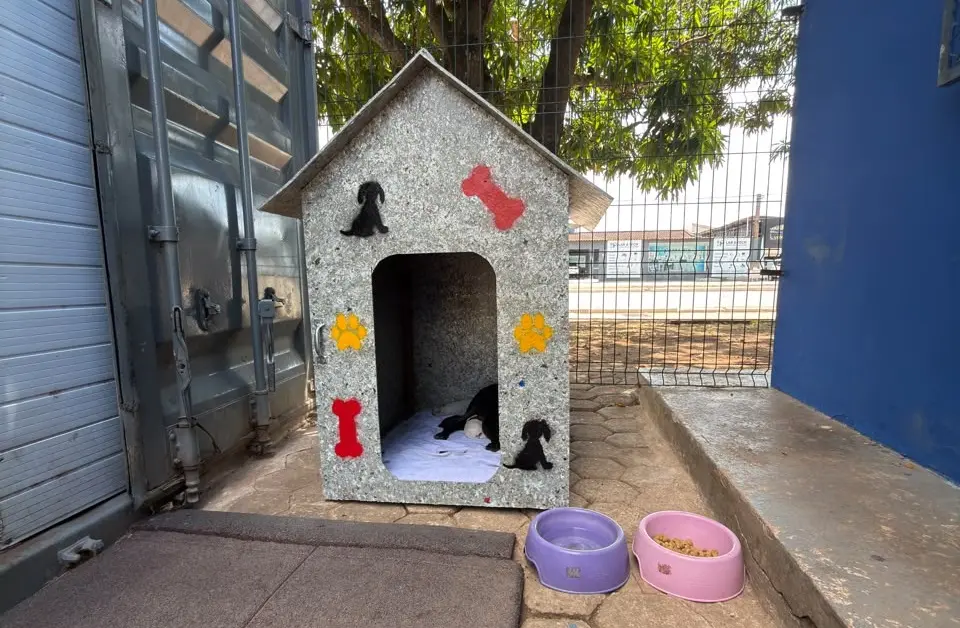 Acolhimento garante cuidados e segurança para cadela e seis filhotes no Skate Park