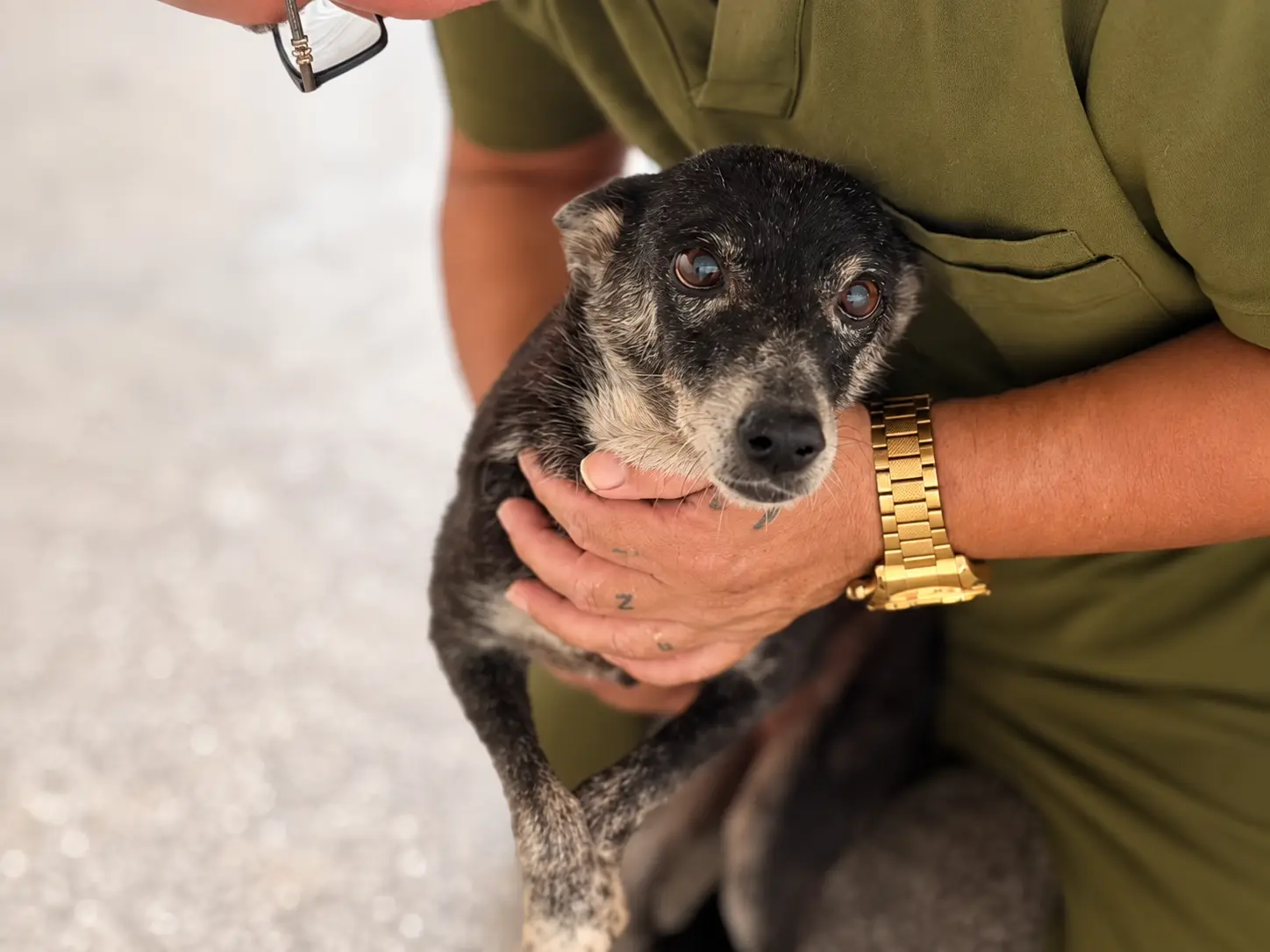 Capitã, uma cadela idosa que só quer um lar para amar no fim da vida