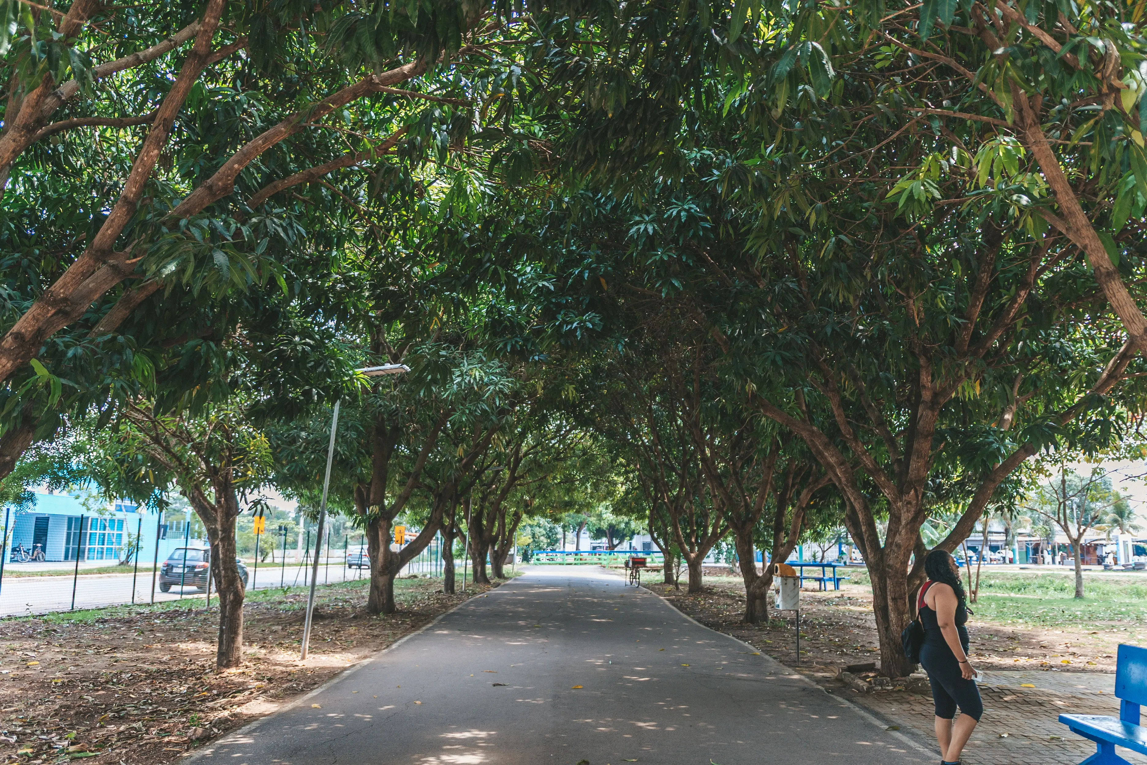 Prefeitura de Porto Velho celebra o Dia da Árvore