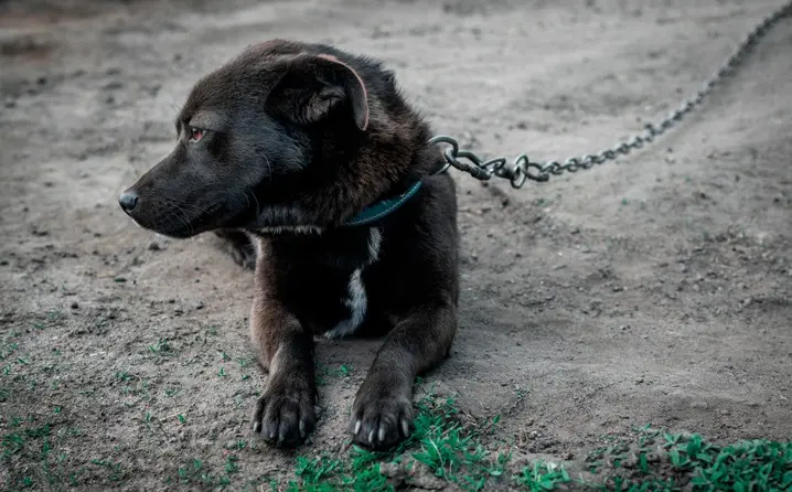 Prefeitura reforça canais de denúncia para maus-tratos e abandono de animais e alerta para penalidades