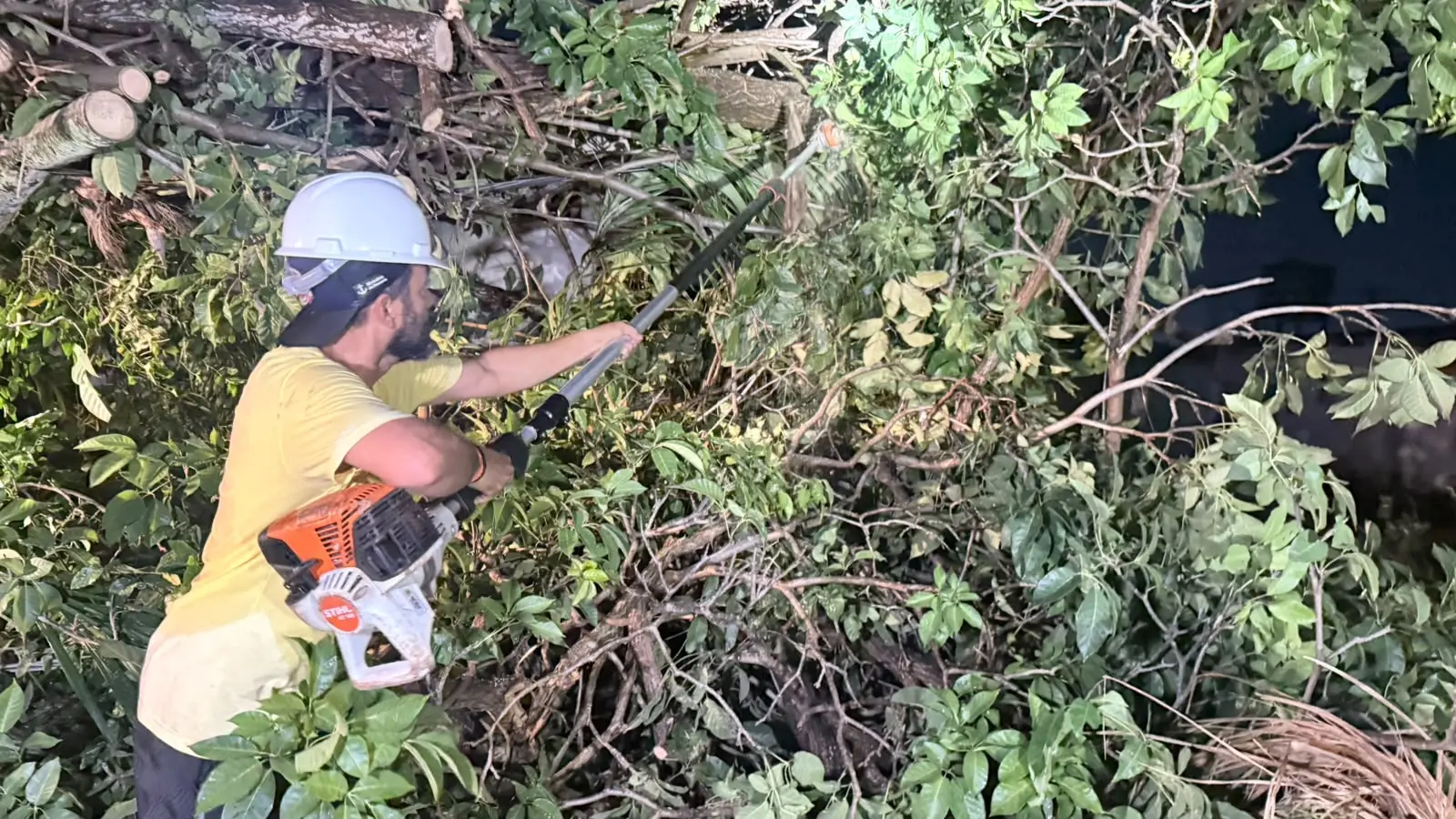 Equipes removem árvores caídas após temporal e reforçam cuidados durante mudanças climáticas