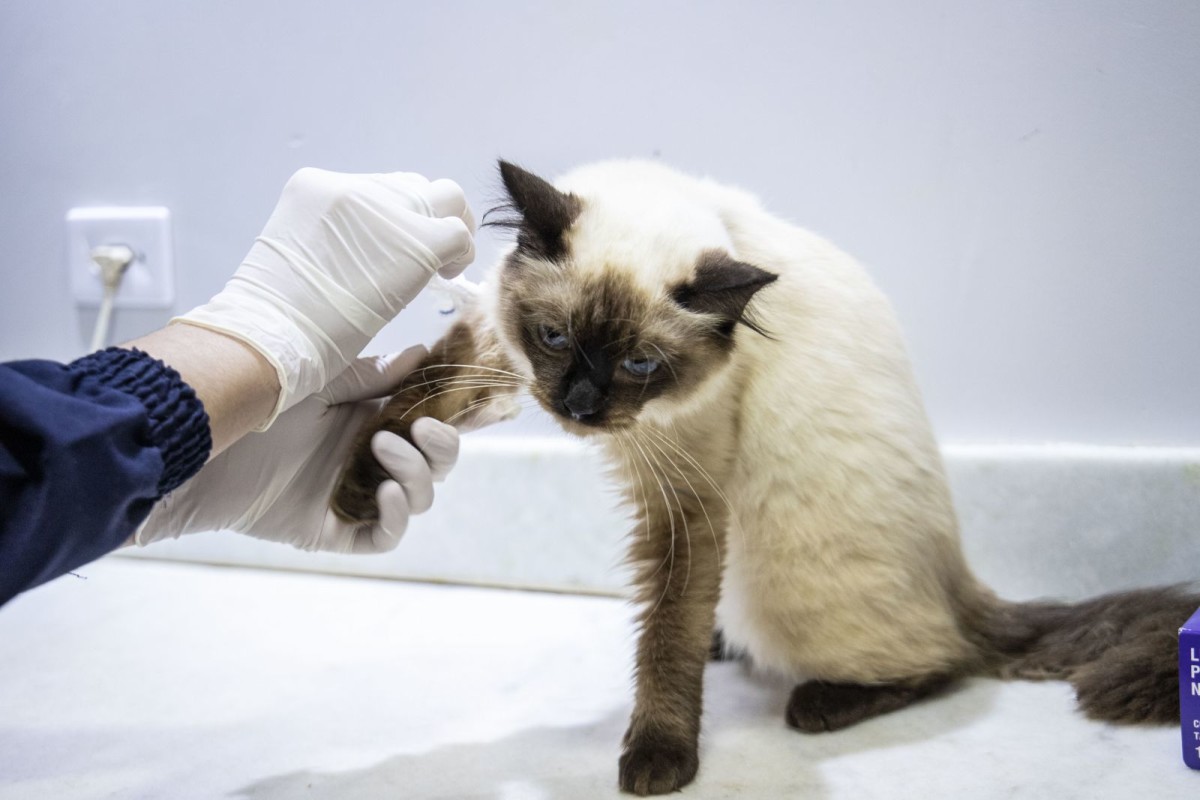 Porto Velho inaugura clínica de bem-estar animal na próxima semana