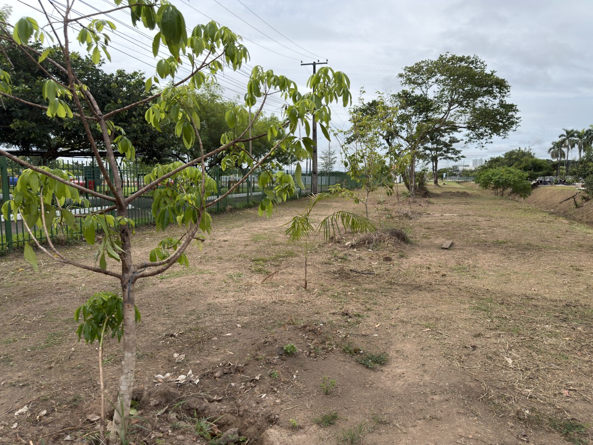Porto Velho transforma áreas degradadas em micro florestas urbanas