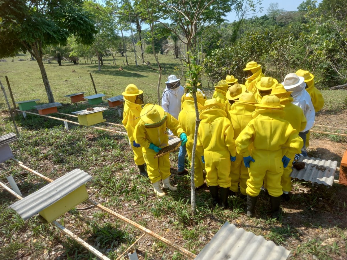 Dia Mundial das Abelhas terá ação de conscientização ambiental para estudantes