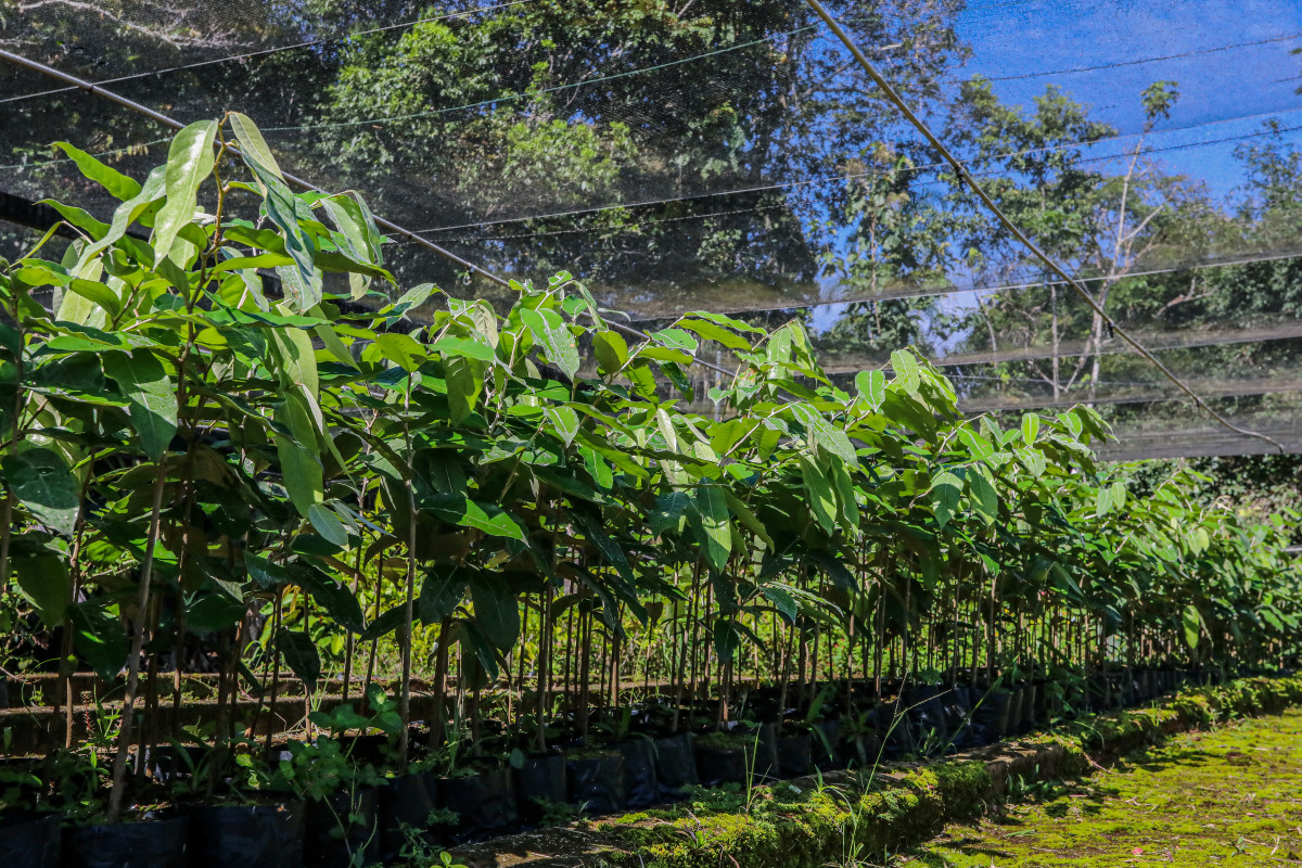 Parceria viabilizou a doação de 1.129 mudas de árvores frutíferas e nativas