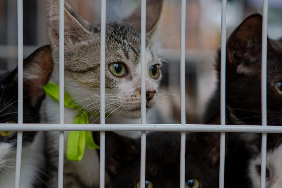 Estarão disponíveis para adoção cães e gatos de pequeno, médio e grande porte