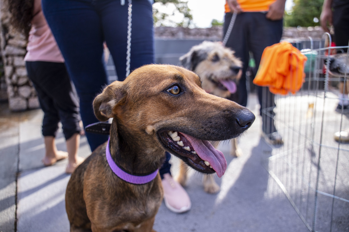 Cães machos não serão contemplados nesta etapa