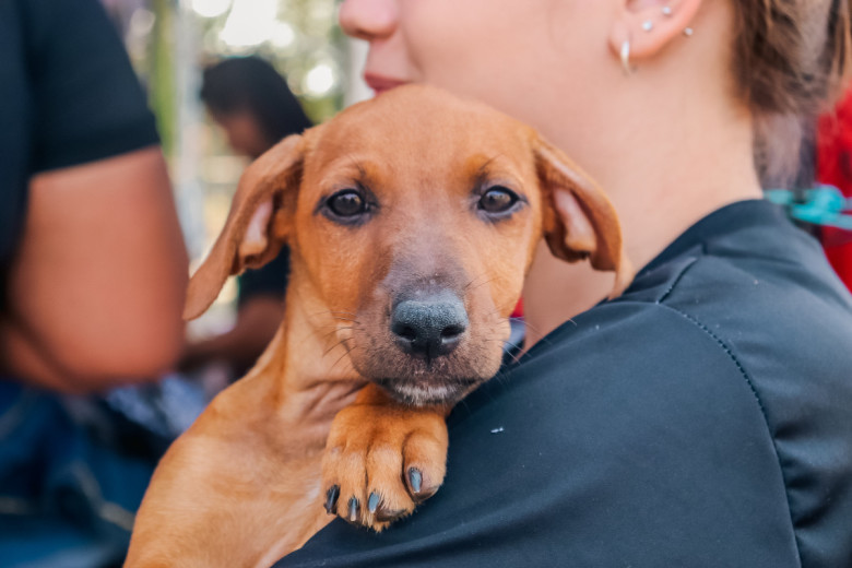 O novo serviço oferta atendimento veterinário gratuito 24 horas para cães e gatos