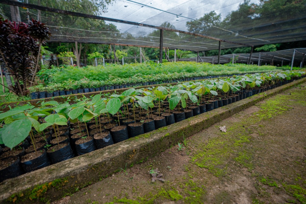 Mudas doadas serão plantadas dentro da aldeia