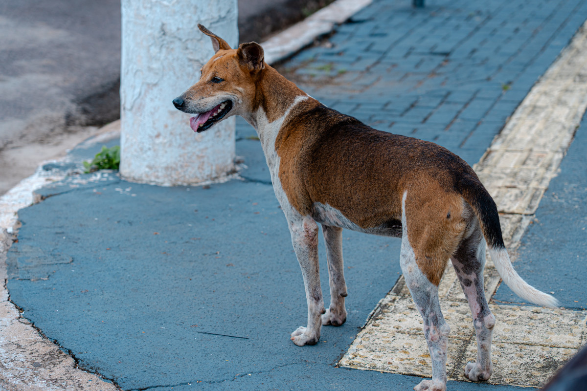 Medida visa garantir água limpa e ração em condições adequadas para cães e gatos errantes
