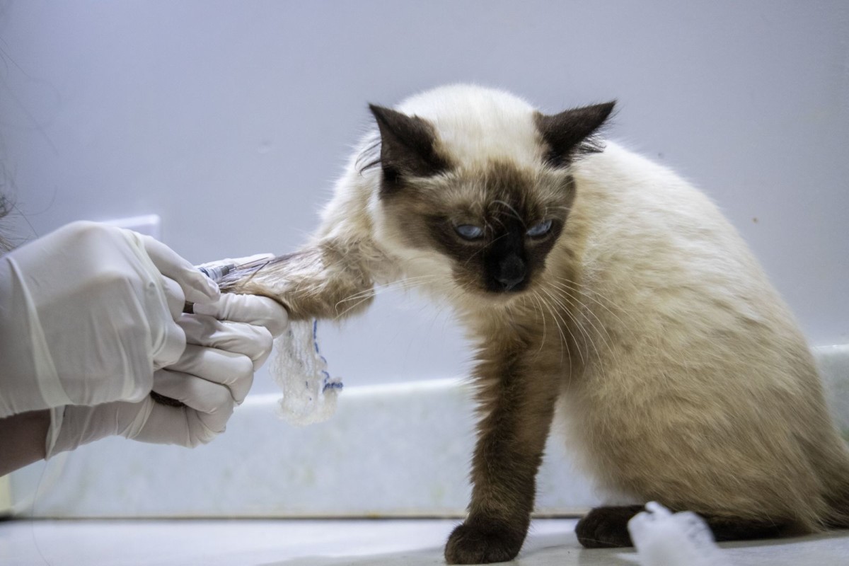 Animais de estimação de quem mora em Porto Velho terão acesso a atendimento veterinário de qualidade e gratuito