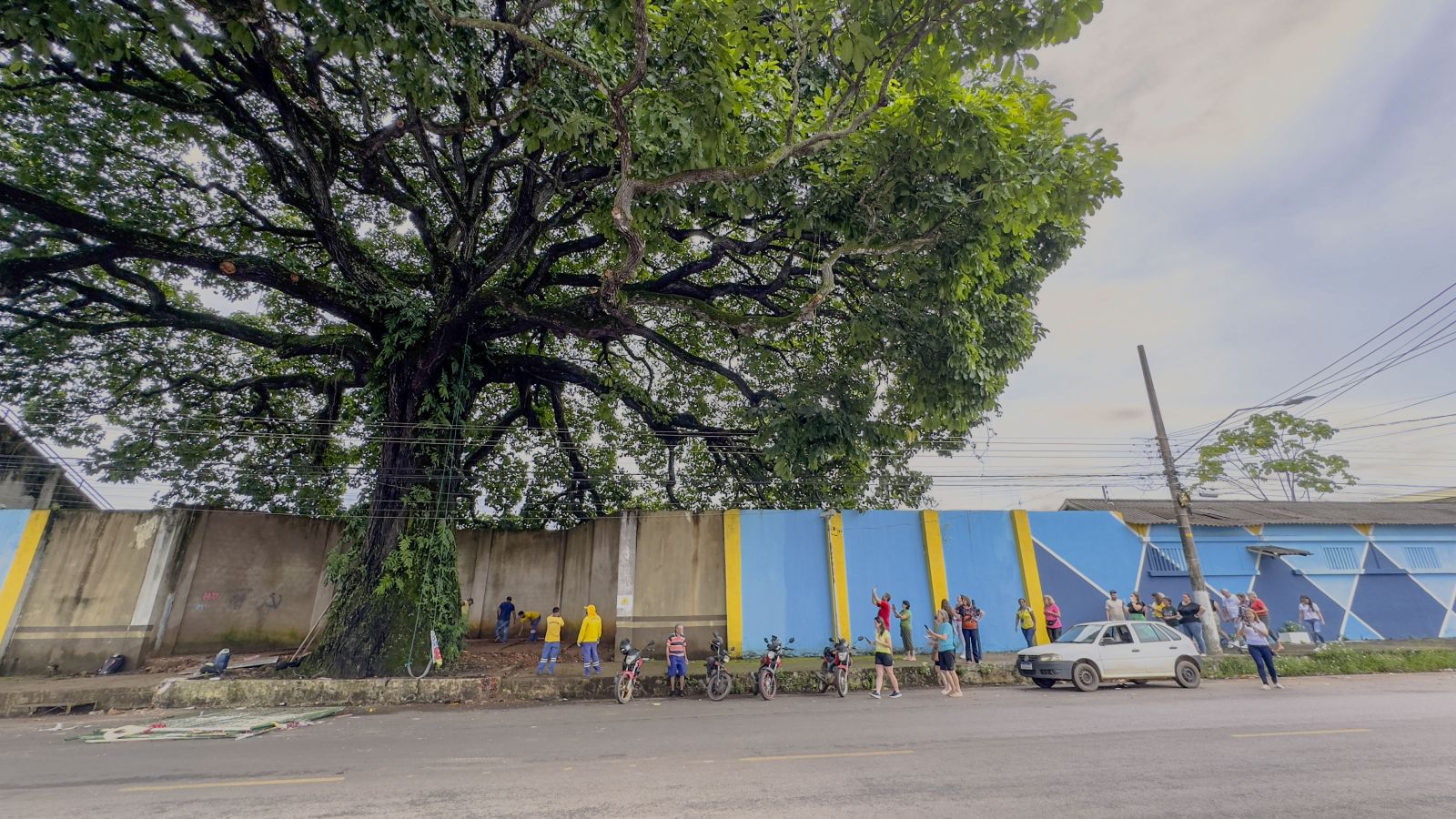 Foram analisados não só o tronco, mas também o controle de crescimento da copa da castanheira