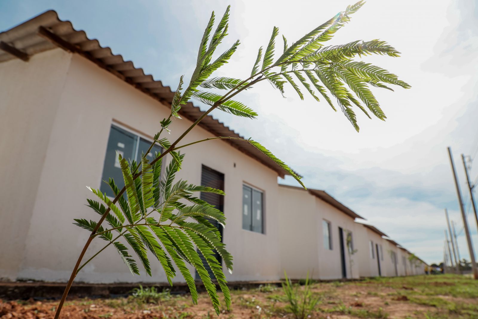  O plantio de mudas de árvores será feito em toda a extensão do residencial.