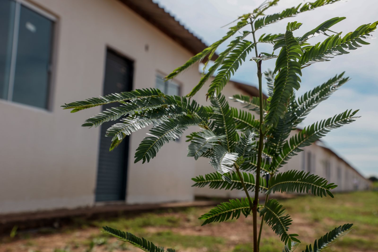 Além das árvores na frente das casas, na entrada do condomínio foram plantadas palmeiras 