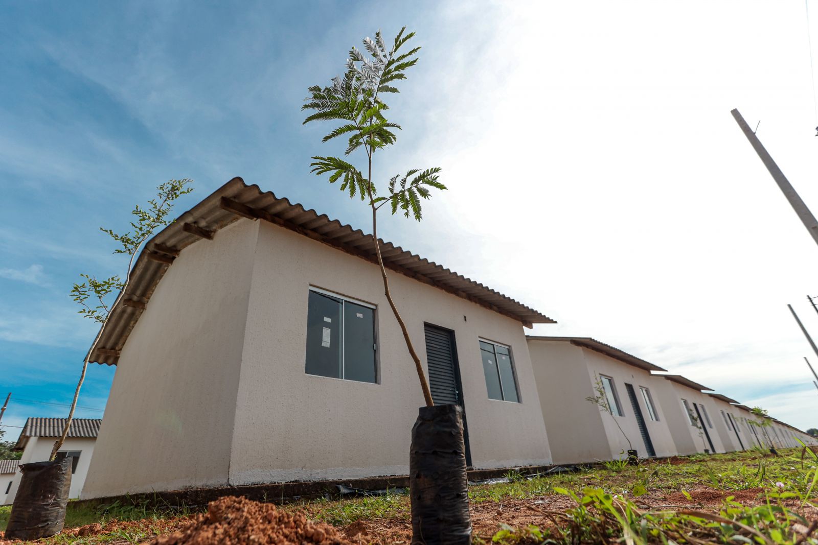 Como ornamentais, são indicadas para o plantio a tento, o ipê e o jacarandá, entre outras opções