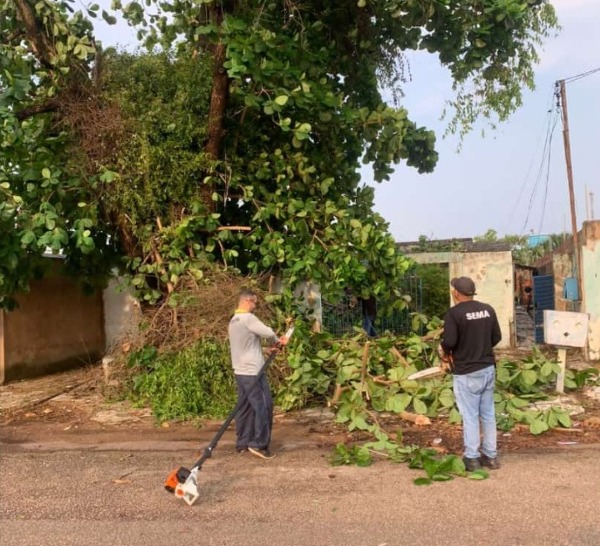 Podas preventivas visam evitar acidentes, obstrução de calçadas, vias públicas e prejuízos à rede elétrica