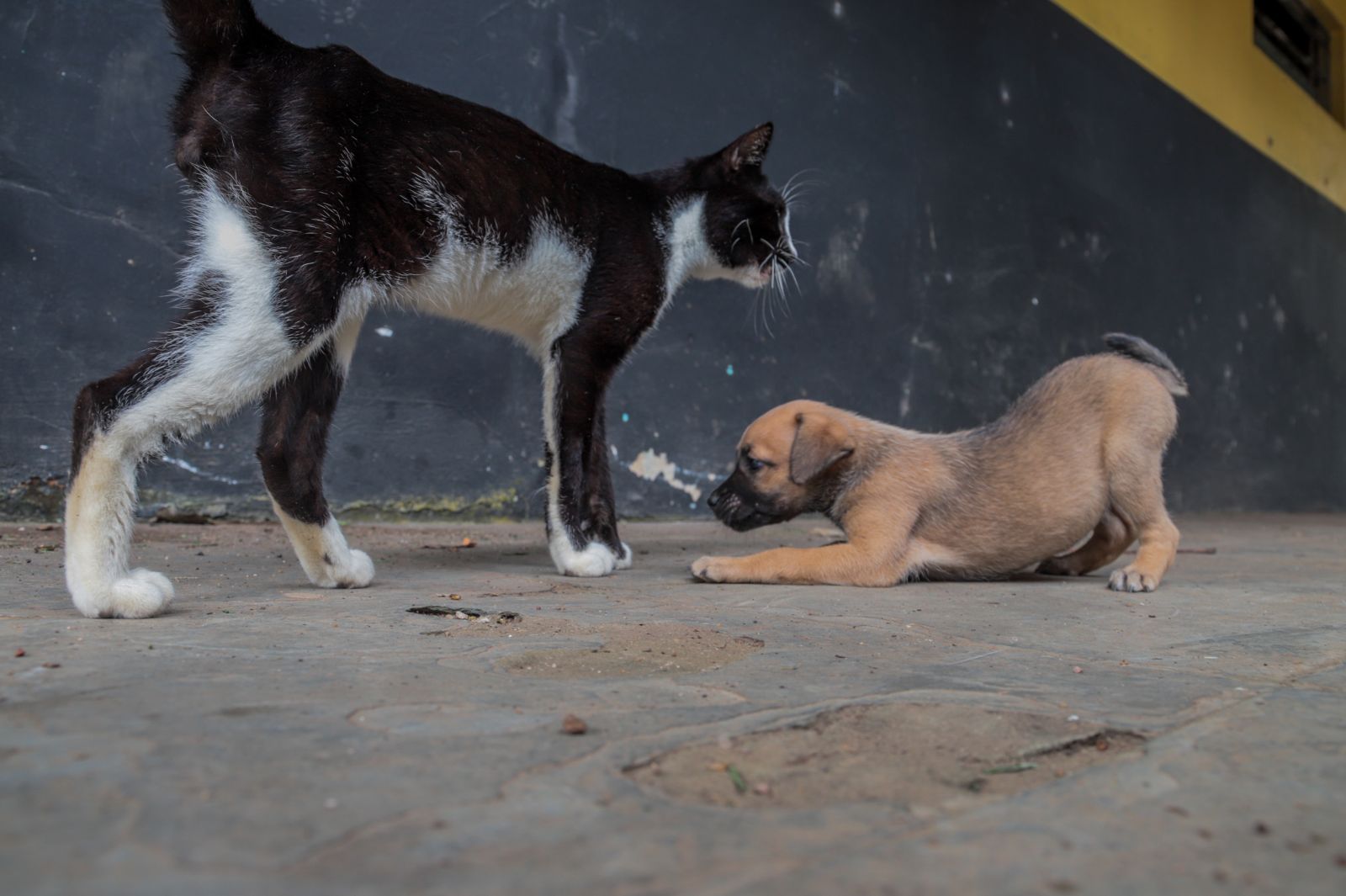 A ração é para cães e gatos resgatados pelas instituições