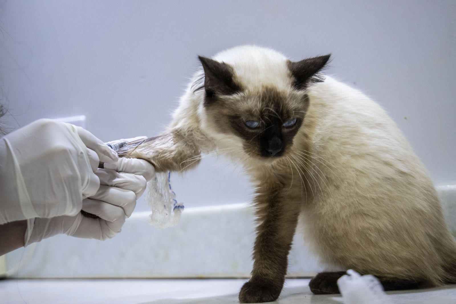 Desde março último, o procedimento de castração já atendeu mais de 350 animais