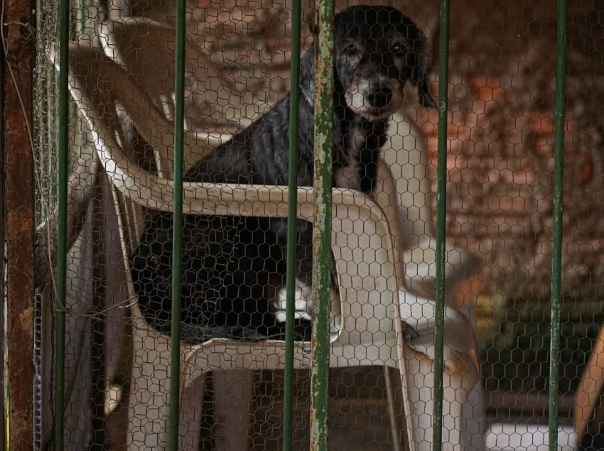 Ação foi impetrada contra um cidadão acusado de maus-tratos contra animais