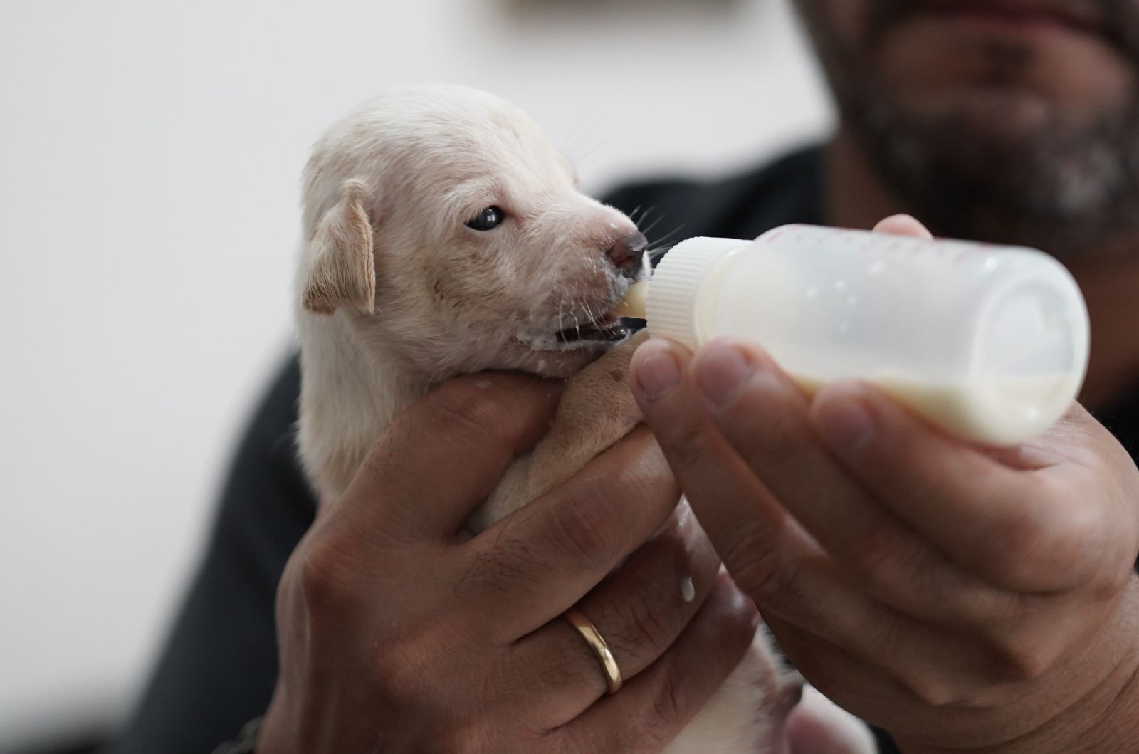 Dê um lar cheio de cuidado e amor a quem precisa. A Feira de Adoção acontece sábado, das 8h às 11h, no Parque da Cidade