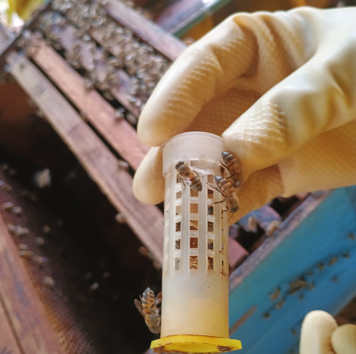 Preservar as abelhas é proteger a biodiversidade e garantir o equilíbrio ambiental