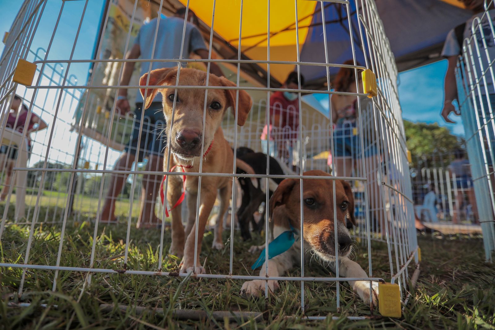 Castração e microchipagem serão ofertadas aos animais adotados