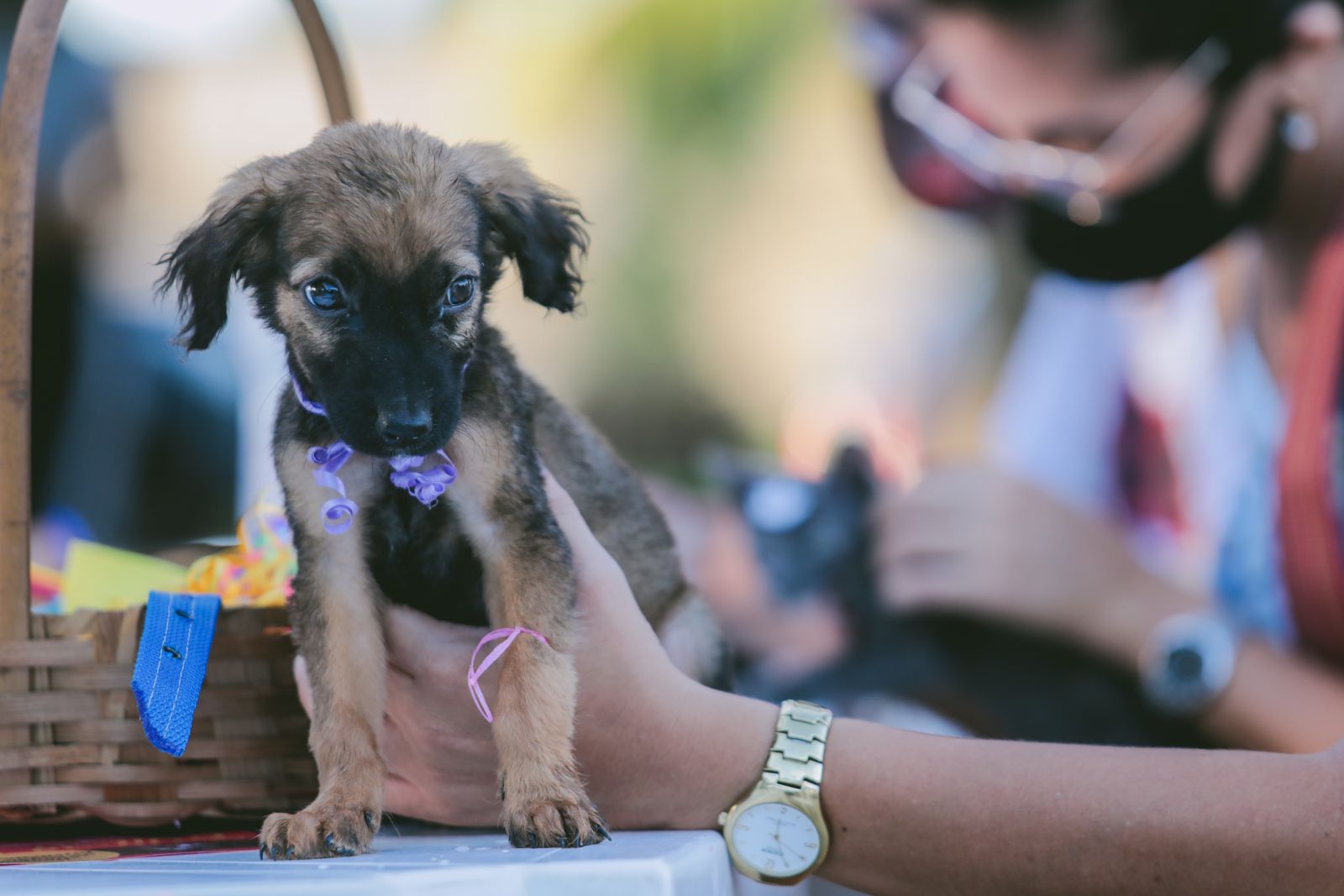 Mais de cem animais foram adotados na primeira edição da feira