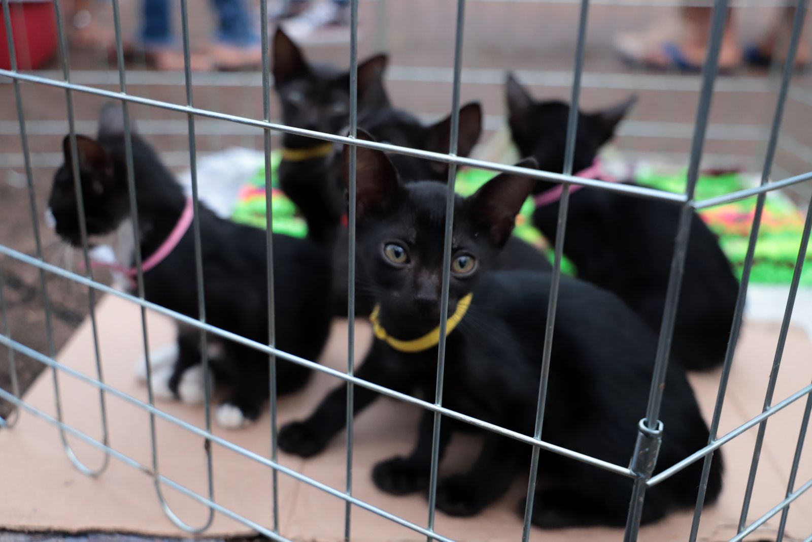 Mais de 90 animais, entre cães e gatos, foram adotados