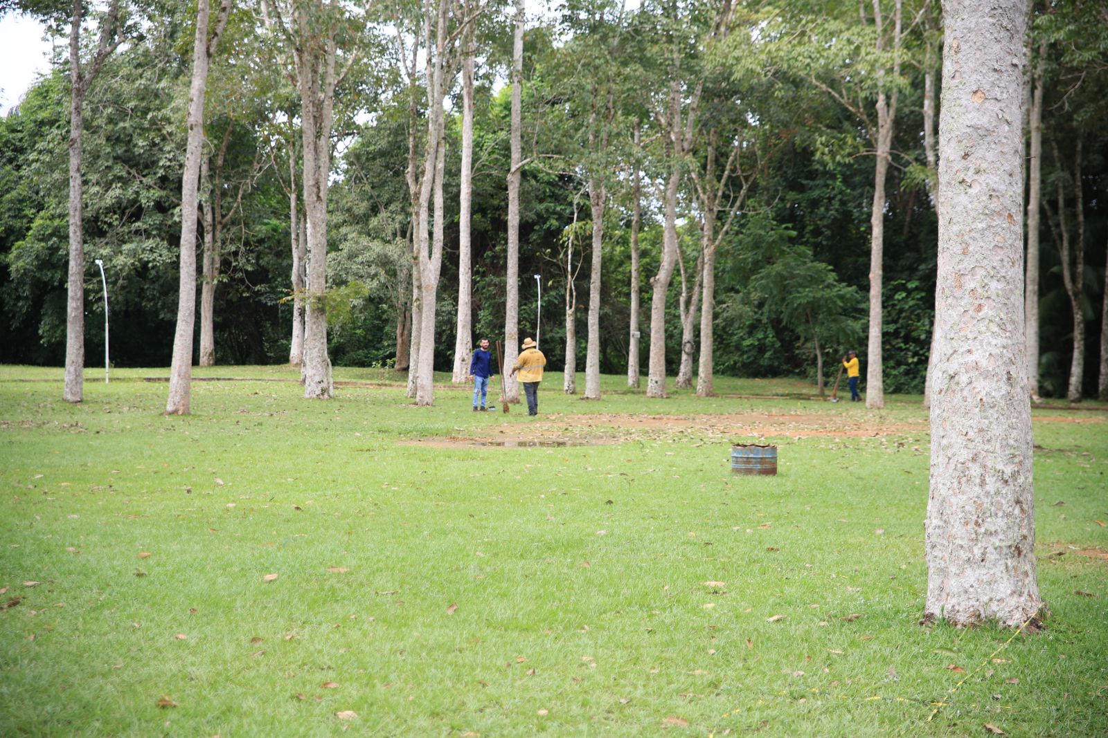 Nova norma estabelece regras obrigatórias para qualquer intervenção em árvores