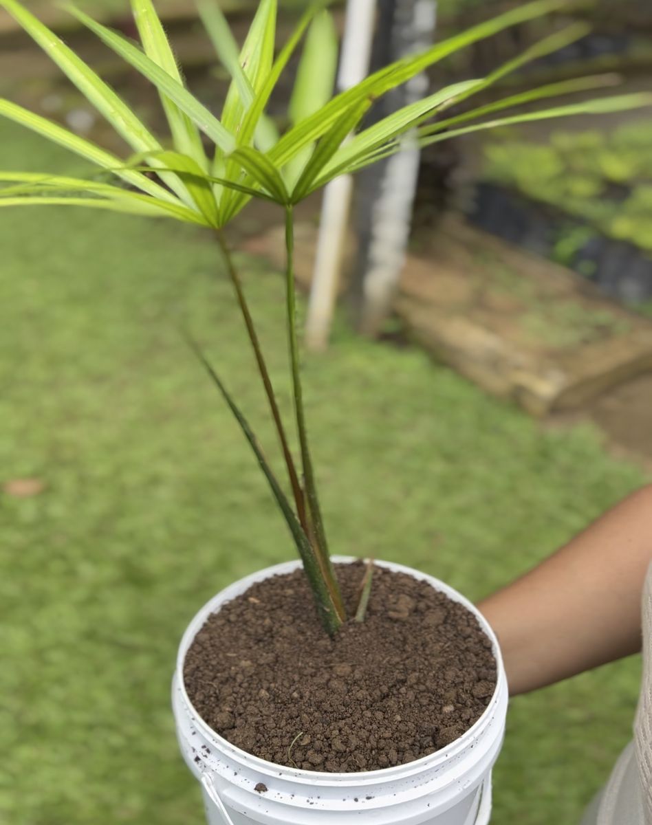 Iniciativa visa reduzir o volume de plástico descartado e incentivar a reciclagem e o reaproveitamento de materiais