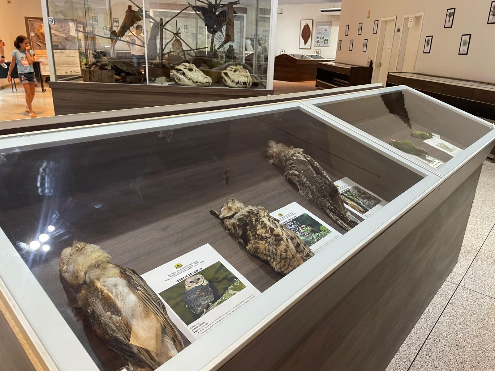 Museu do Acervo Biológico apresenta espécies da fauna amazônica 