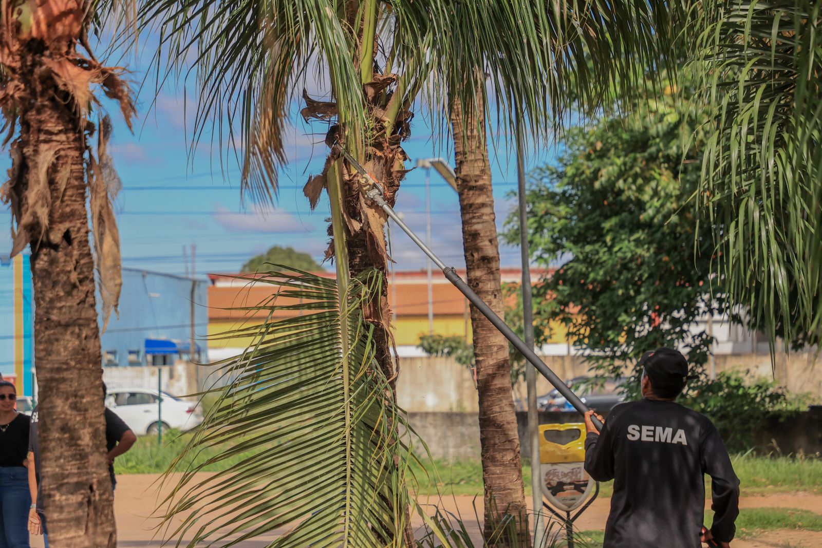 A poda das árvores também é realizada pelos profissionais