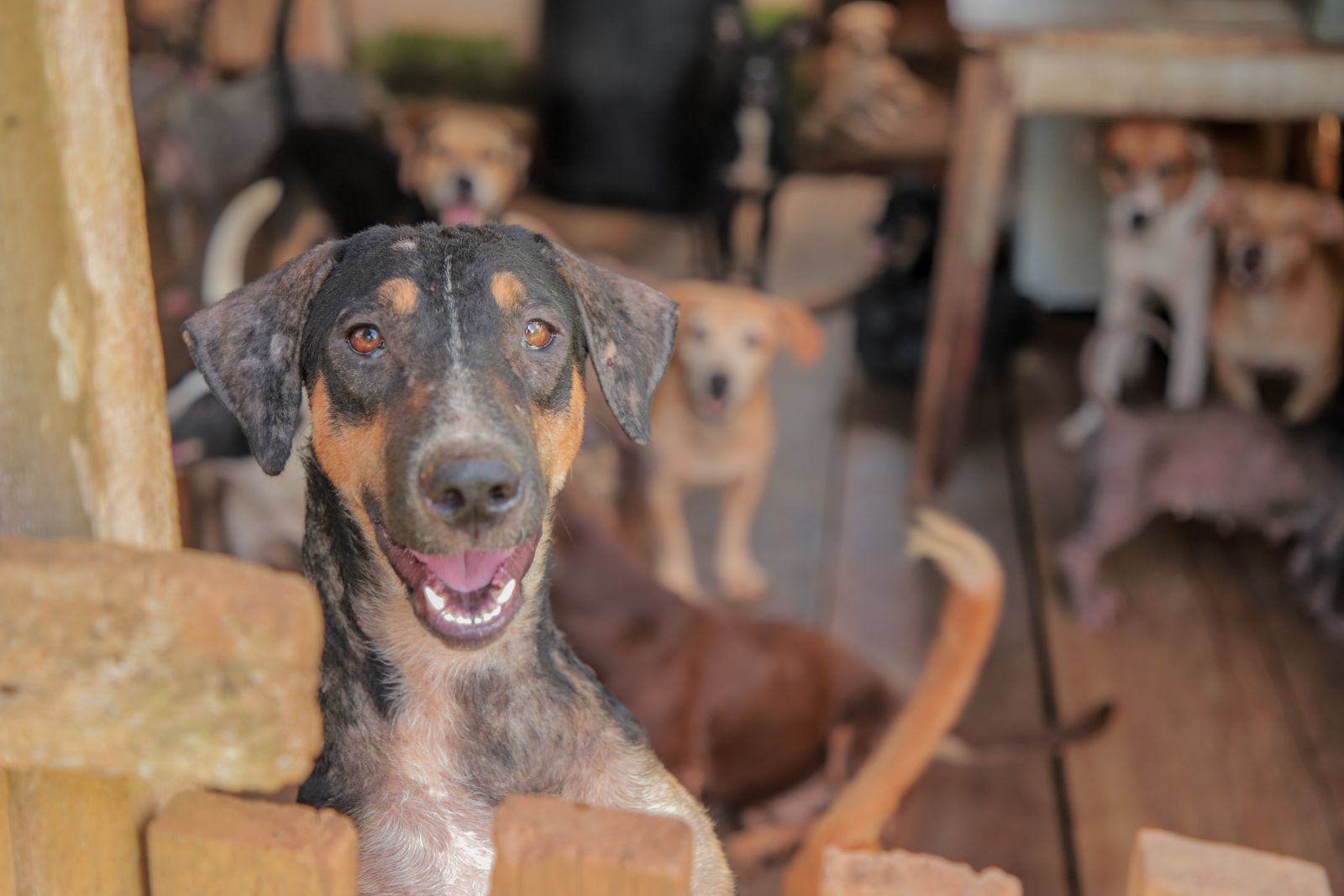 Abandono e maus-tratos de cães e gatos são passíveis de prisão 