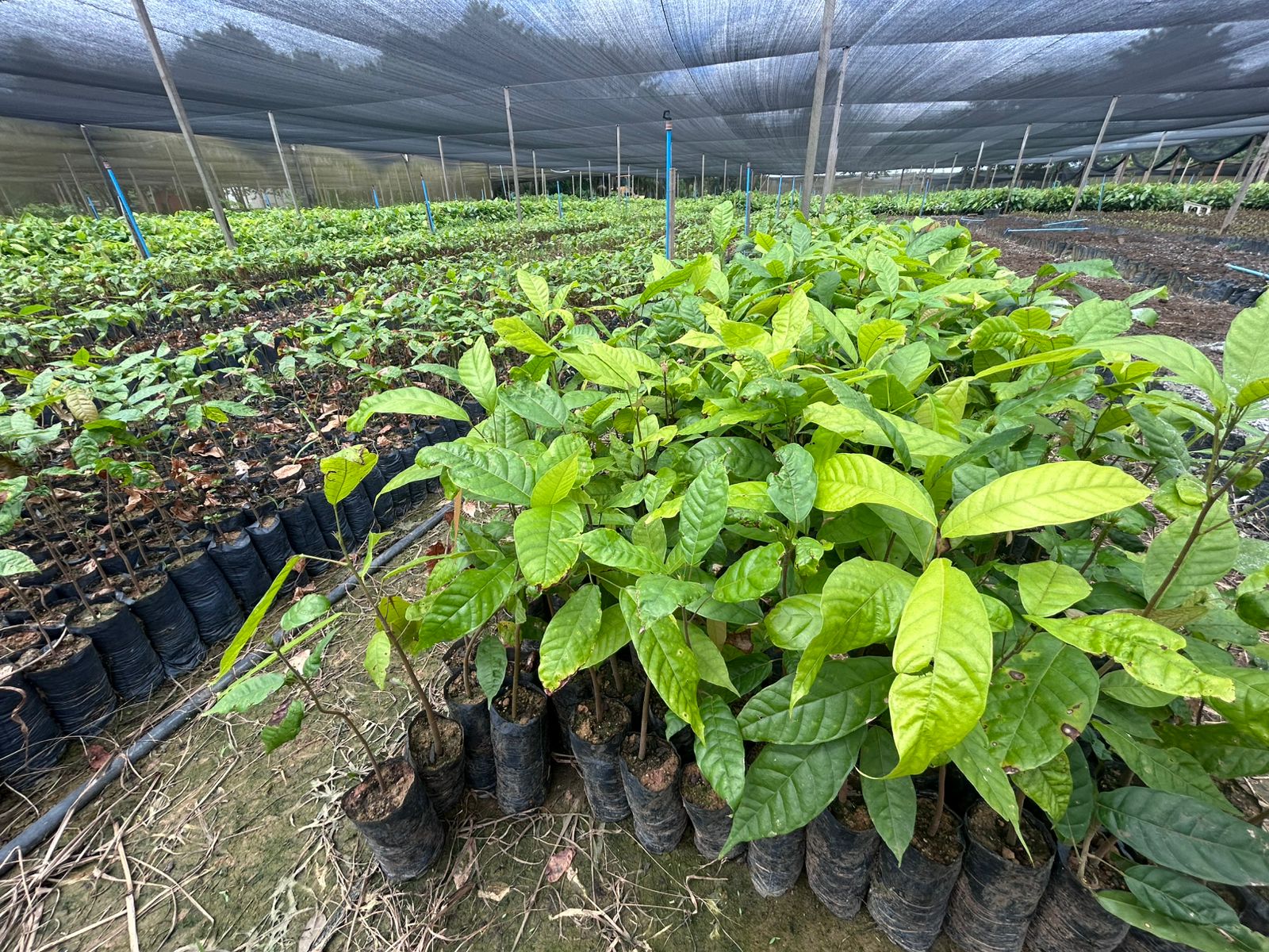 A ação é resultado da união entre poder público e instituições do setor produtivo