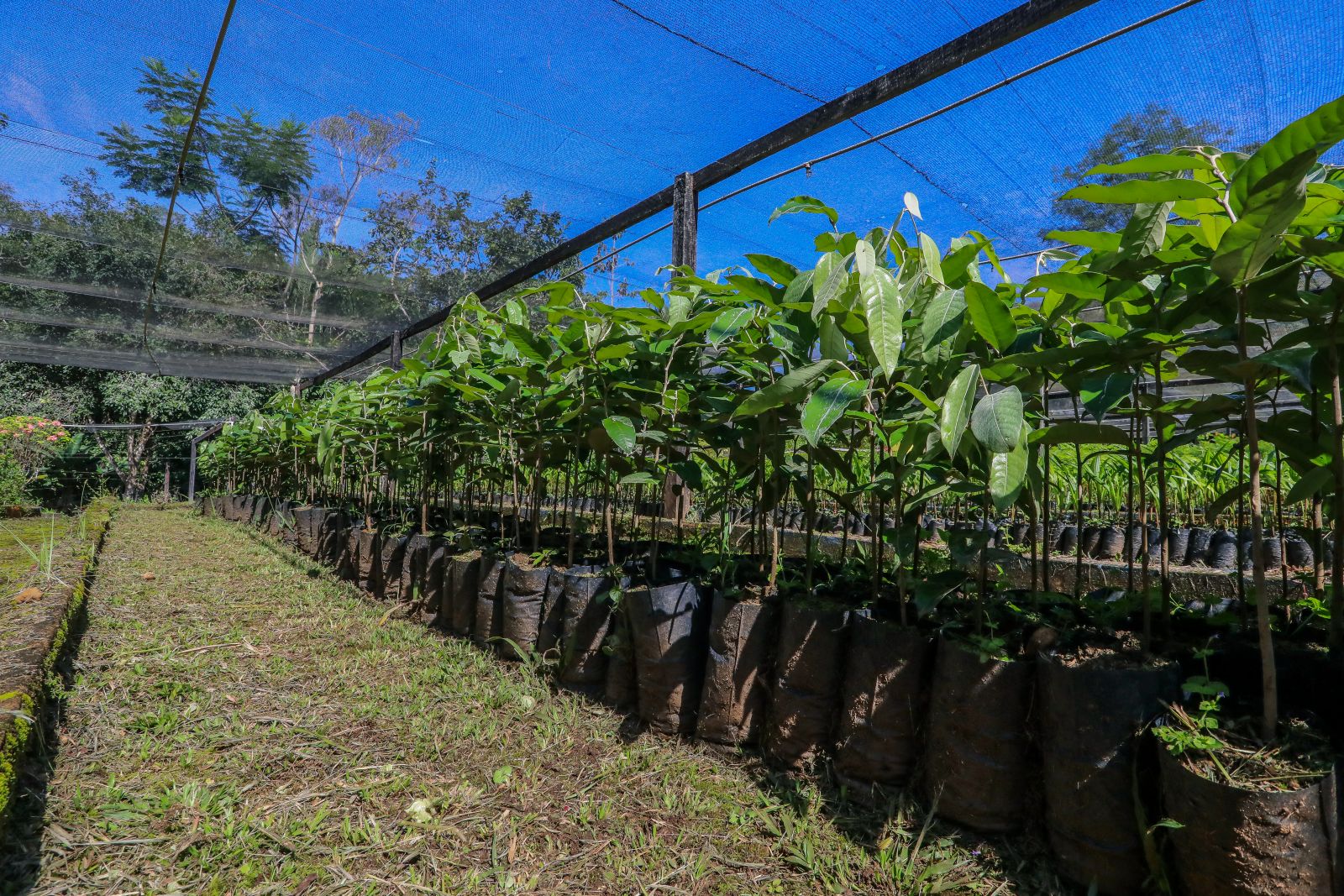 Plantas são nativas da região e ideais para arborização