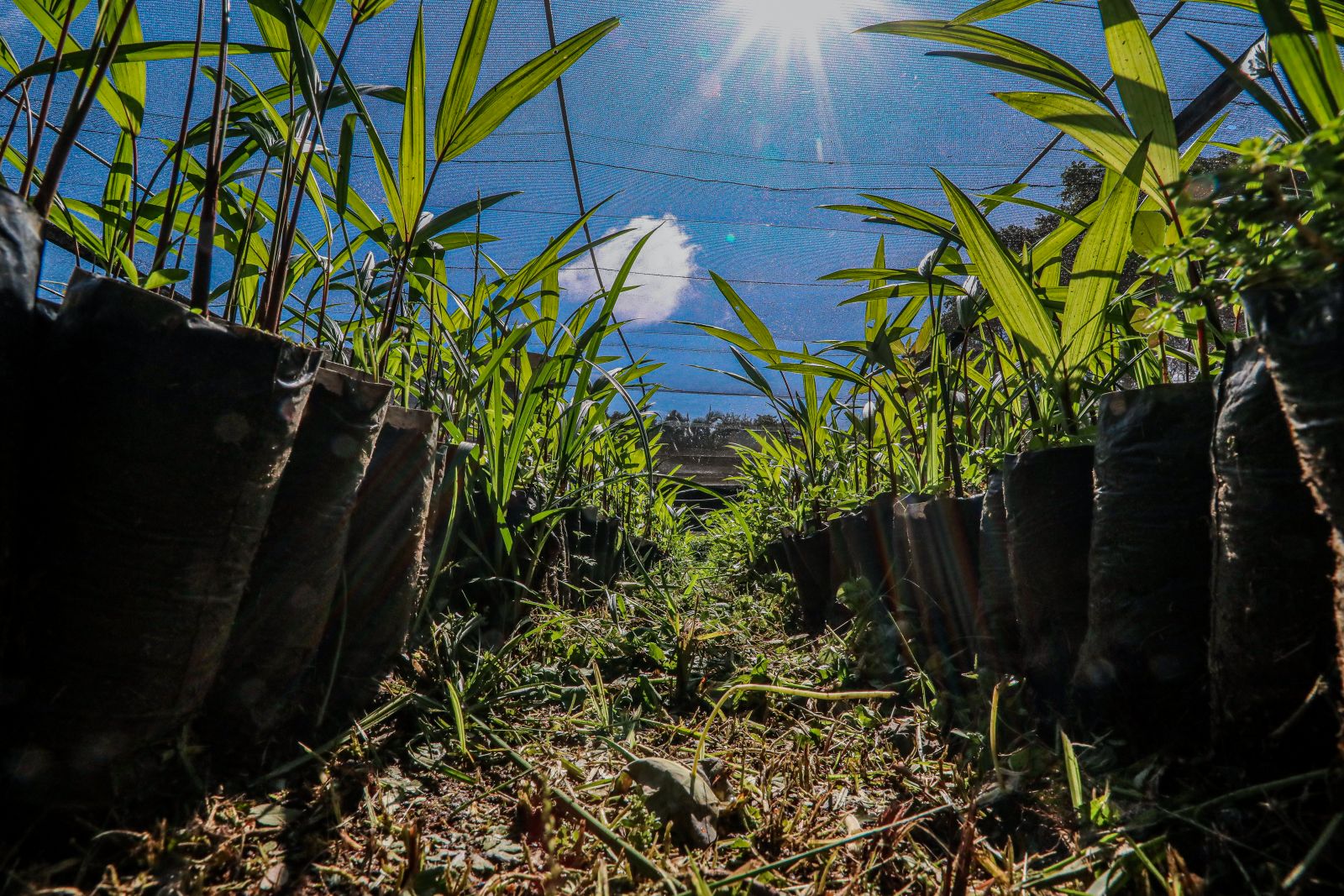 Ação busca reduzir passivo ambiental em Porto Velho