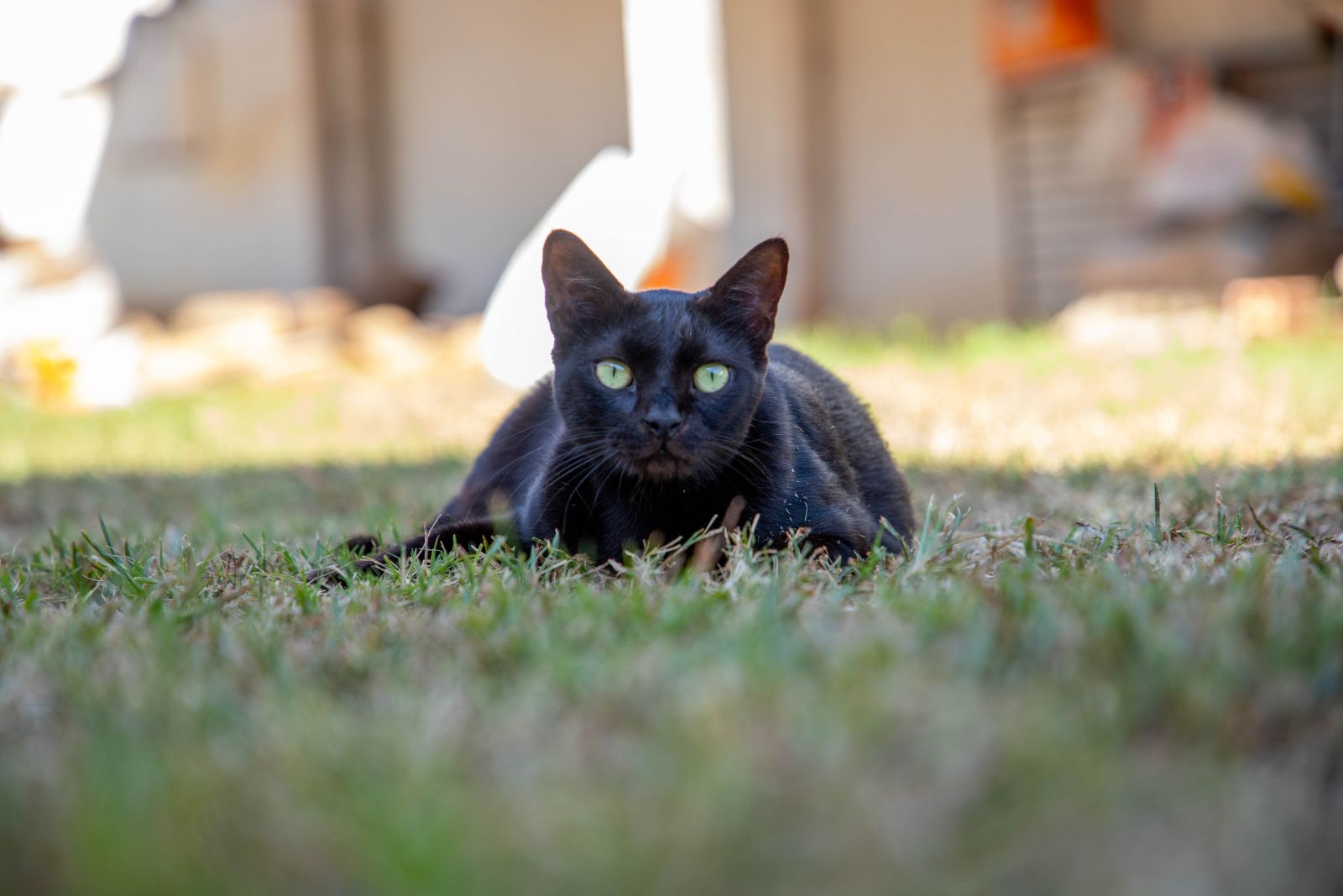 O serviço prestado pela clínica veterinária popular é oferecido 24 horas