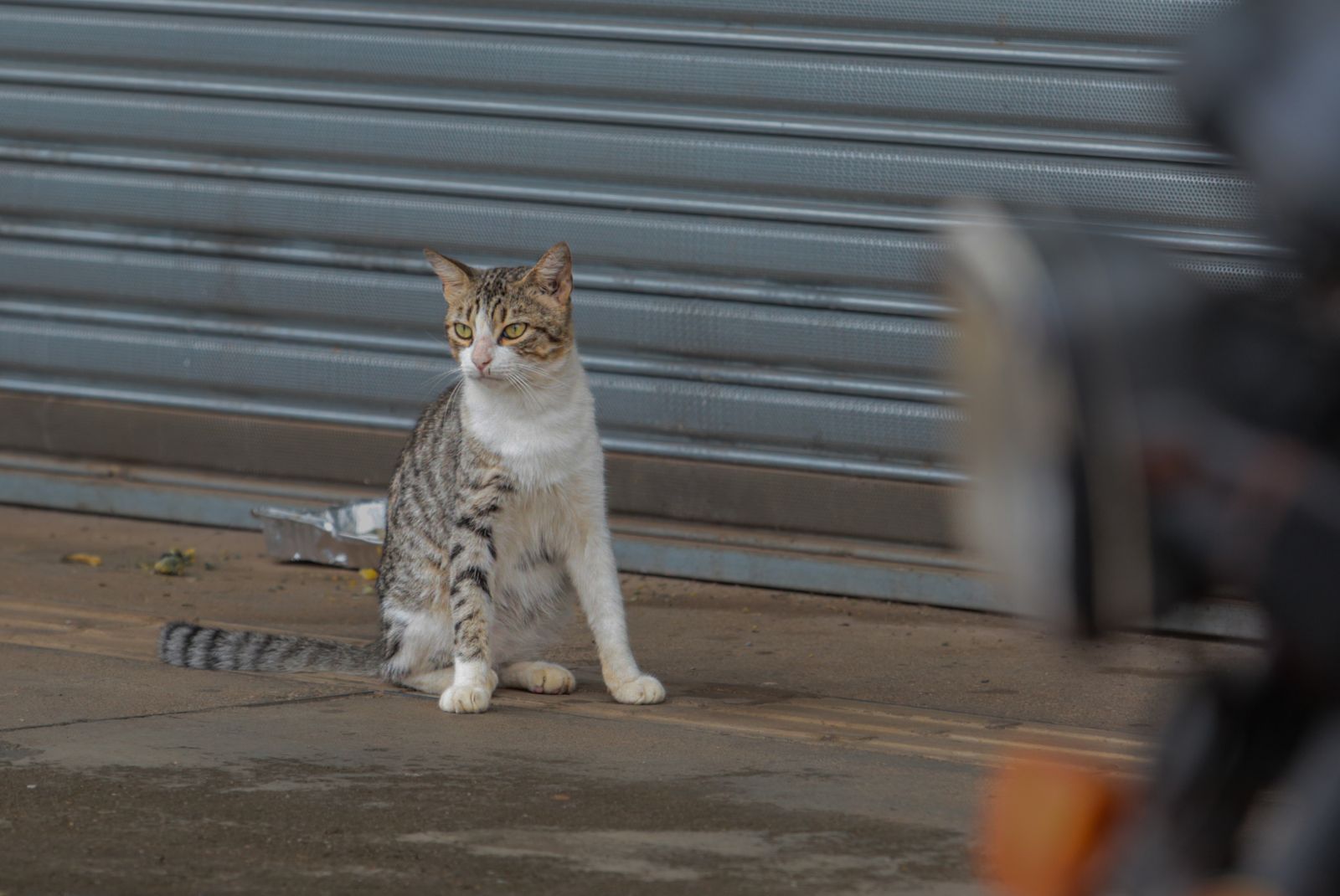 Prefeitura desenvolveu ações para inibir maus-tratos contra cães e gatos