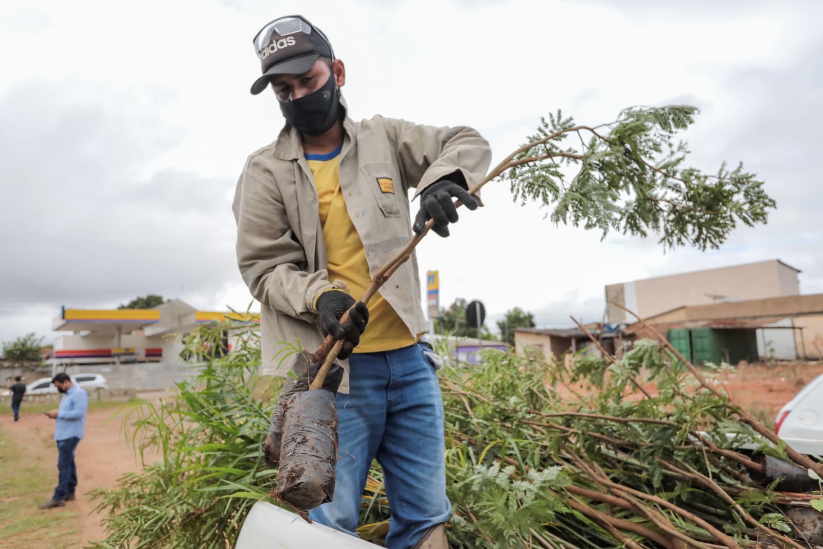 Aproximadamente 500 mudas de ipê, cojoba, palmeira e pata-de-vaca serão plantadas.