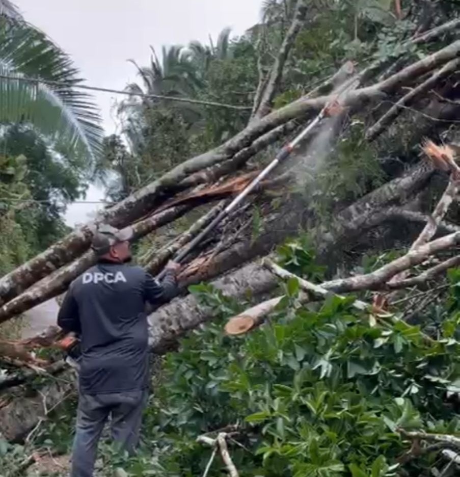 Três árvores de grande porte caíram dentro do Parque Natural Raimundo Paraguassu