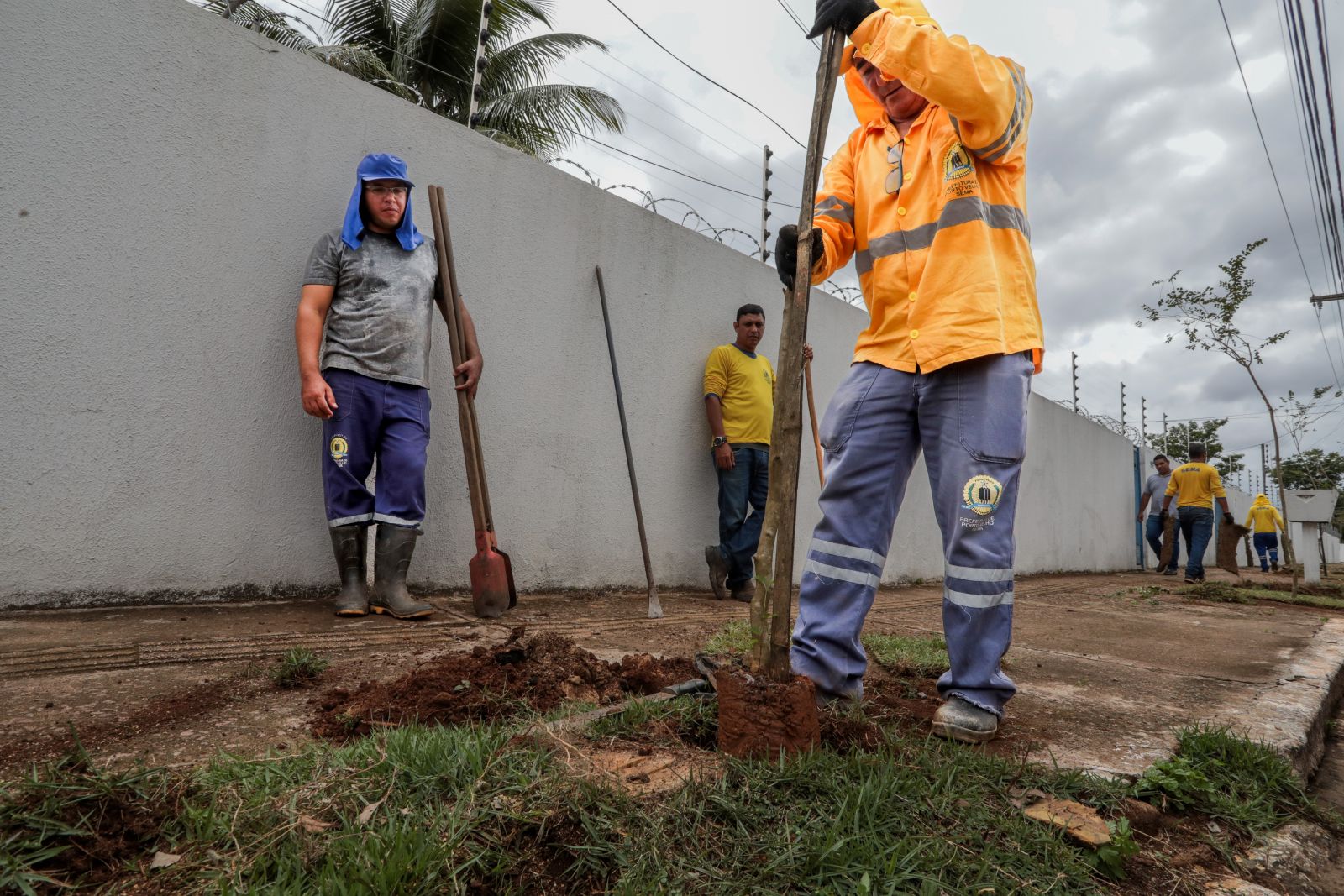 São 34 substituições de espécies de plantas Leucena por árvores de Resedá